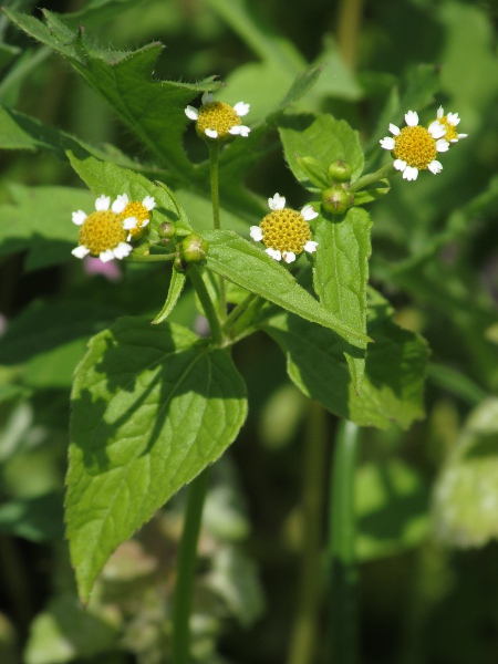 gallant soldier / Galinsoga parviflora