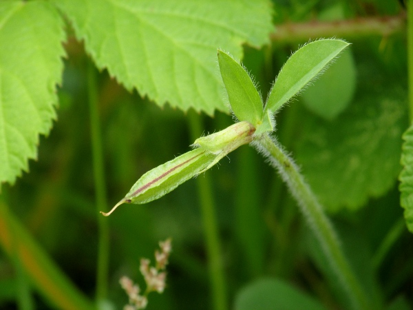 dragon’s teeth / Lotus maritimus: The fruit of _Tetragonolobus maritimus_ is a winged pod.