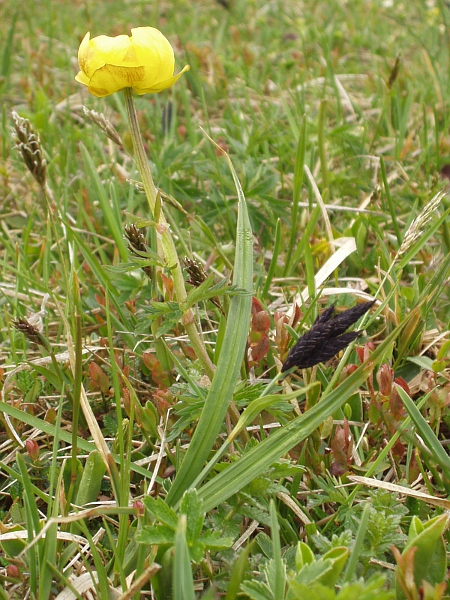 black Alpine sedge / Carex atrata: _Carex atrata_ is an <a href="aa.html">Arctic–Alpine</a> sedge with distinctive black spikes, all similar in appearance; it can be found in Scotland and a couple of sites each in the Lake District and Snowdonia.