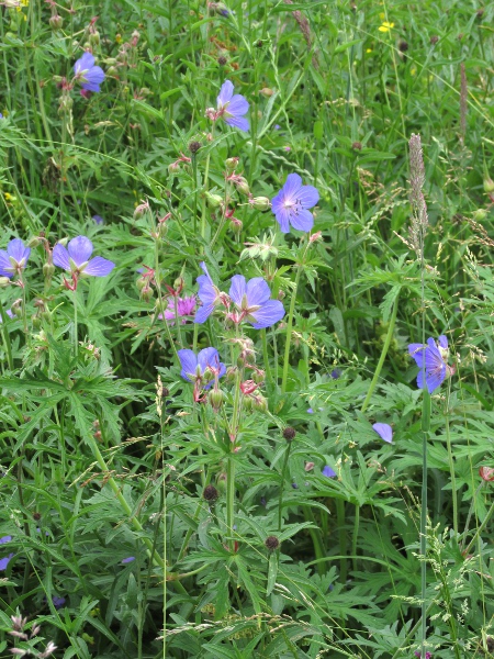 meadow cranesbill / Geranium pratense: _Geranium pratense_ grows in hay-meadows but also occurs as a garden escape.