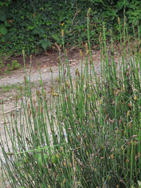 Moore’s horsetail / Equisetum × moorei: _Equisetum_ × _moorei_ is a hybrid between _Equisetum ramosissimum_ and _Equisetum hyemale_ found along the coasts of County Wicklow and County Wexford.