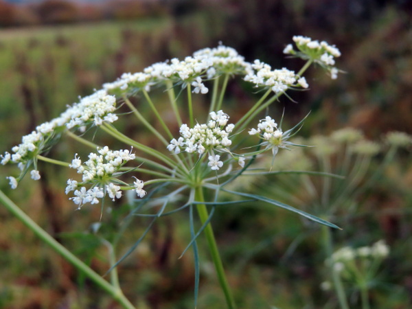bullwort / Ammi majus: _Ammi majus_ is an uncommon casual species of open ground; it has long, branching bracts at the base of the umbel (like _Daucus carota_ and _Visnaga daucoides_).