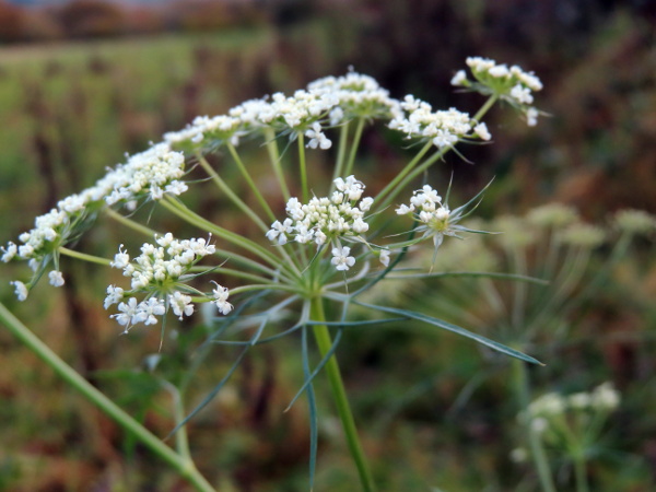 bullwort / Ammi majus: _Ammi majus_  is an uncommon casual species of open ground; it has long, branching bracts at the base of the umbel (like _Daucus carota_ and _Visnaga daucoides_).