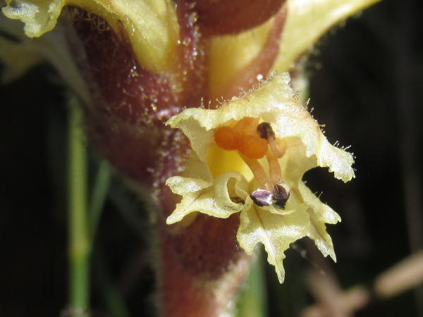 ivy broomrape / Orobanche hederae