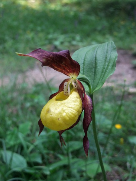 lady’s slipper / Cypripedium calceolus: The flower of _Cypripedium calceolus_ is unmistakeable.