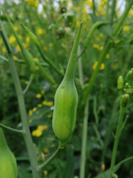 garden radish / Raphanus sativus: The fruits of _Raphanus sativus_ are only slightly constricted between mericarps, in contrast to the strongly constricted fruits of _Raphanus raphanistrum_; they are also much fatter than the fruits of _R. raphanistrum_.