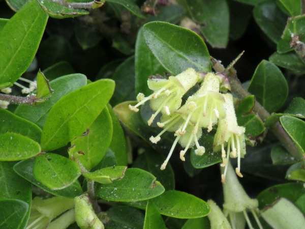 box-leaved honeysuckle / Lonicera pileata