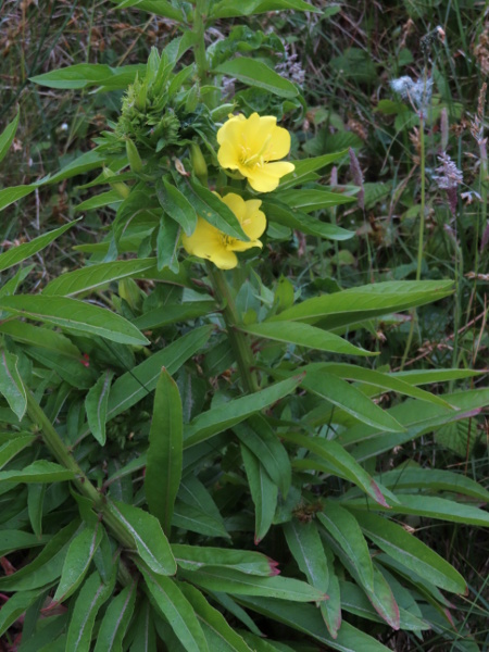 small-flowered evening primrose / Oenothera cambrica: _Oenothera cambrica_ is widespread in southern Britain on sand dunes and waste ground.