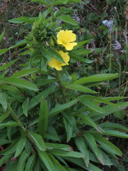 small-flowered evening primrose / Oenothera cambrica