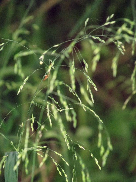 wood millet / Milium effusum: _Milium effusum_ grows in shady woodlands, producing very open panicles of 1-flowered spikelets.