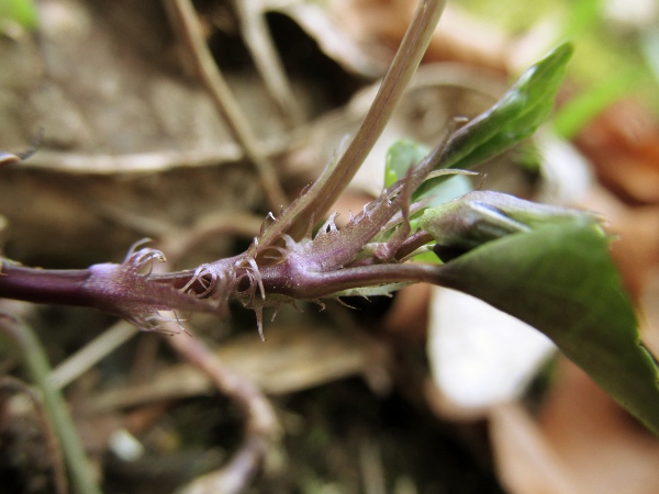 early dog-violet / Viola reichenbachiana: Stipules