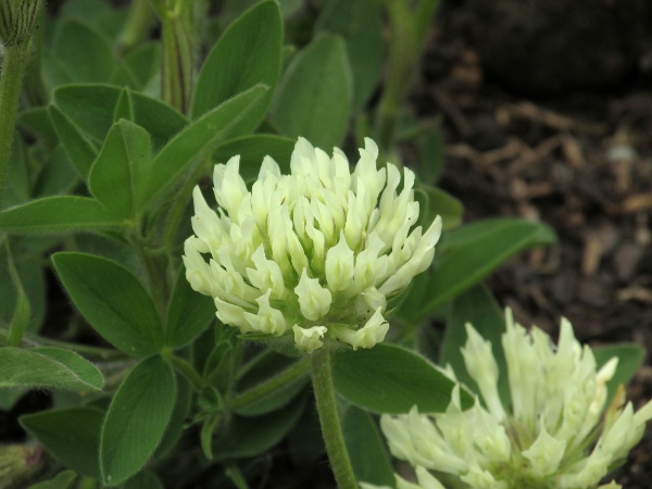 Hungarian clover / Trifolium pannonicum: _Trifolium pannonicum_ is native to eastern Europe that occasionally appears in the British Isles with imported grass seed.