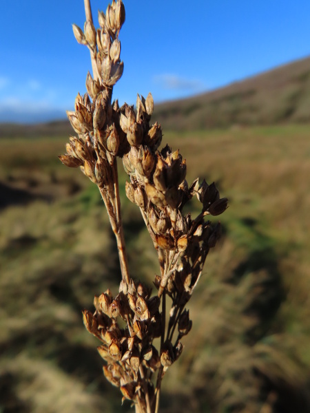 sea rush / Juncus maritimus: The matt capsules on upright branches of _Juncus maritimus_ contrast with the glossy capsules on spreading branches seen on _Juncus acutus_.