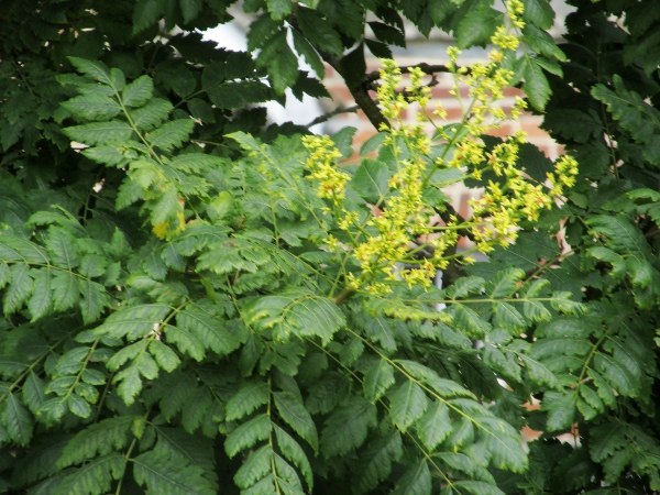Pride of India / Koelreuteria paniculata: _Koelreuteria paniculata_ produces large panicles of small yellow flowers.