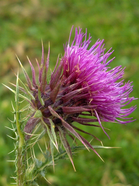 musk thistle / Carduus nutans: _Carduus nutans_ grows in grasslands over limestone or chalk in England, Wales and a few parts of Scotland and Ireland.