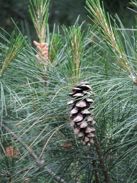 Weymouth pine / Pinus strobus: _Pinus strobus_ is an important timber tree, native to north-eastern North America.