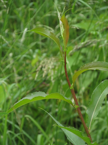 almond willow / Salix triandra: _Salix triandra_ is common in southern and eastern England, and south-eastern Ireland, but only scattered elsewhere.