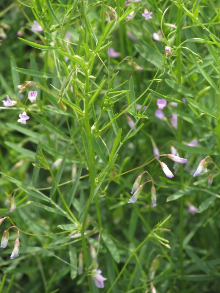 smooth tare / Ervum tetraspermum