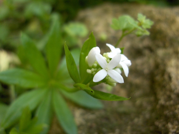 woodruff / Galium odoratum: The flowers of _Galium odoratum_ are borne in terminal panicles, like _Galium album_, but without the long mucro on the petals.