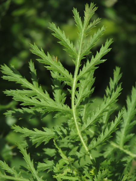 tansy / Tanacetum vulgare: The leaves of _Tanacetum vulgare_ are distinctively divided and strongly aromatic; they are toxic and were formerly used as a culinary and medicinal herb.