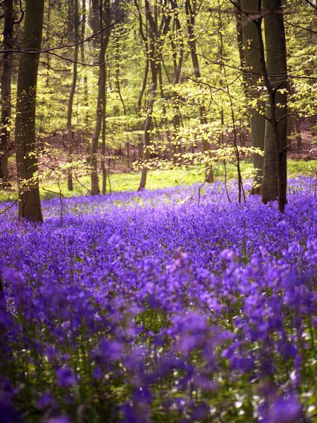 bluebell / Hyacinthoides non-scripta: _Hyacinthoides non-scriptus_ can form brightly coloured carpets in British woodlands in springtime.