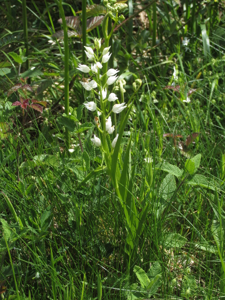 narrow-leaved helleborine / Cephalanthera longifolia: _Cephalanthera longifolia_ is found in calcareous woodland in western Scotland, the North Pennines, Ireland and in a narrow band from Anglesey to the South Downs; it has narrower leaves than _Cephalanthera damasonium_.