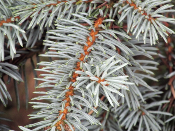Colorado spruce / Picea pungens