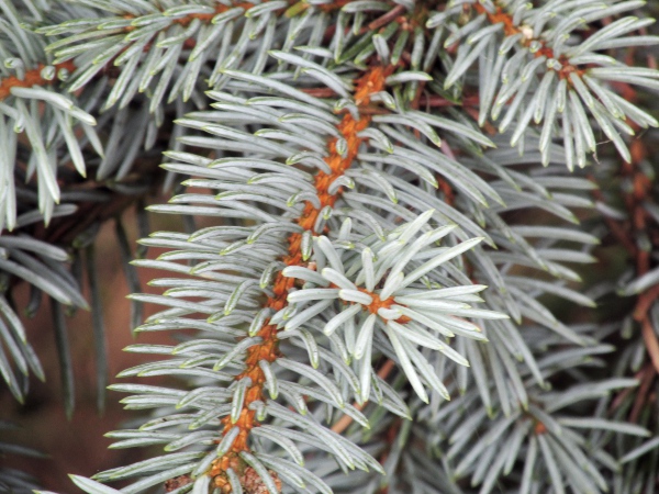 Colorado spruce / Picea pungens: _Picea pungens_ is native to the southern Rocky Mountains; its leaves are grey, 15–25 mm long, not flattened, and with a sharp point.