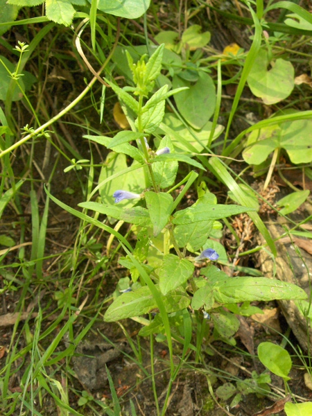 skullcap / Scutellaria galericulata: _Scutellaria galericulata_ grows in wet ground such as river-banks and fens throughout the British Isles, except Shetland.