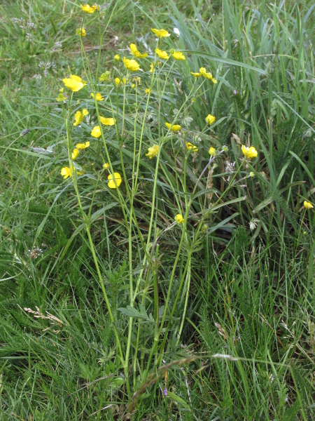 meadow buttercup / Ranunculus acris: _Ranunculus acris_ is very common in meadows and other grassland habitats throughout the British Isles.
