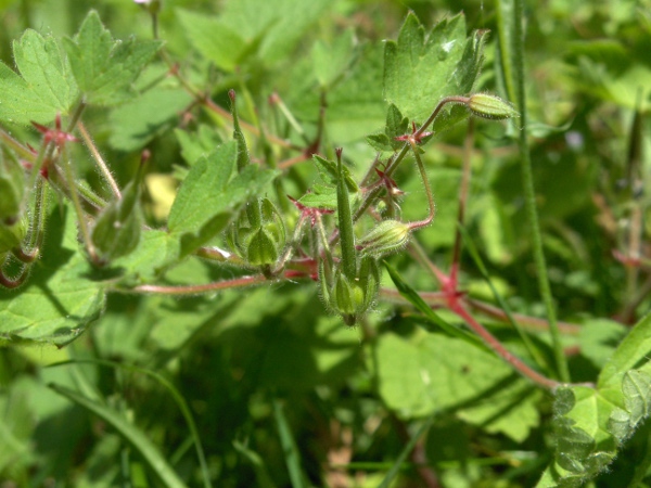 round-leaved cranesbill / Geranium rotundifolium: _Geranium rotundifolium_ is native to southern England, South Wales and southern Ireland, but is extending its range northwards.