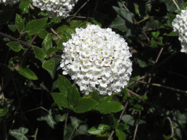 hybrid wayfaring tree / Viburnum × rhytidophylloides: The garden shrub _Viburnum_ × _rhytidophylloides_ is an artificial hybrid of _Viburnum rhytidophyllum_ and _Viburnum lantana_.