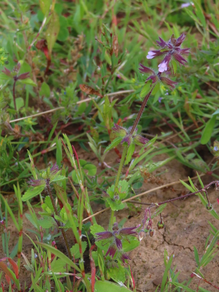 field woundwort / Stachys arvensis: _Stachys arvensis_ is an arable weed that was once common over non-calcareous soils, but has become rarer as farming has intensified.