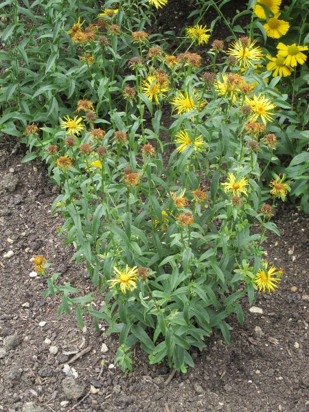 Irish fleabane / Inula salicina: _Inula salicina_ is a very rare perennial that grows beside Lough Derg in County Tipperary.