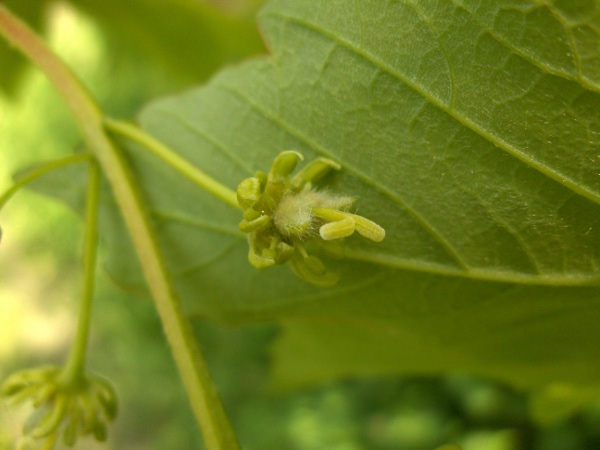 sycamore / Acer pseudoplatanus: _Acer pseudoplatanus_ is wind-pollinated; its flowers are individually inconspicuous, but have 2 stigmas and 8 stamens each.