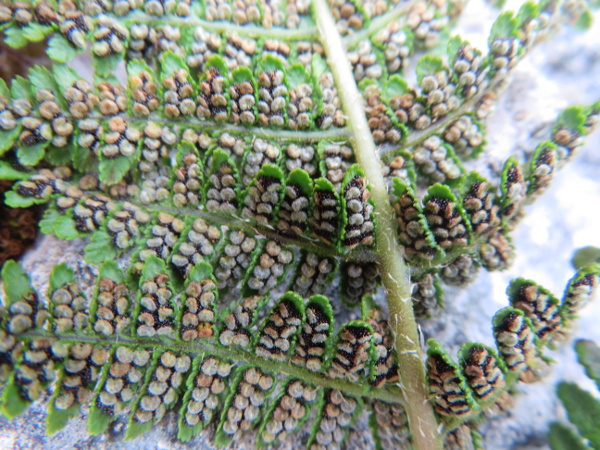 rigid buckler-fern / Dryopteris submontana: The sori of _Dryopteris submontana_ are large, almost filling the underside of the pinnules.