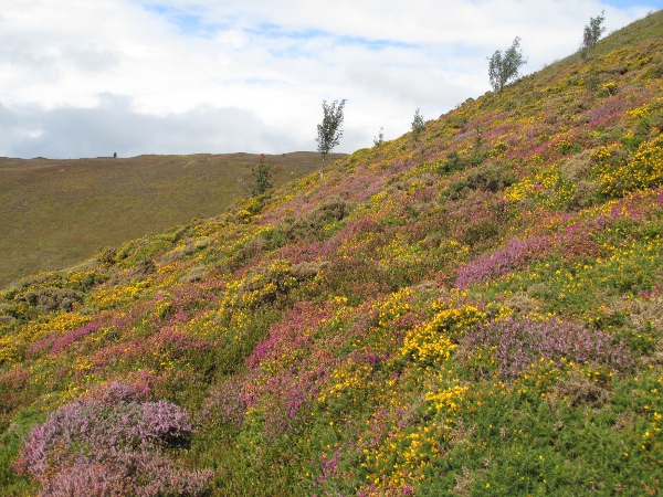 western gorse / Ulex gallii: Hillside dominated by _Ulex gallii_ and _Erica cinerea_