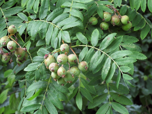 service tree / Sorbus domestica: The fruit of _Sorbus domestica_ must be ‘bletted’ to make it palatable.