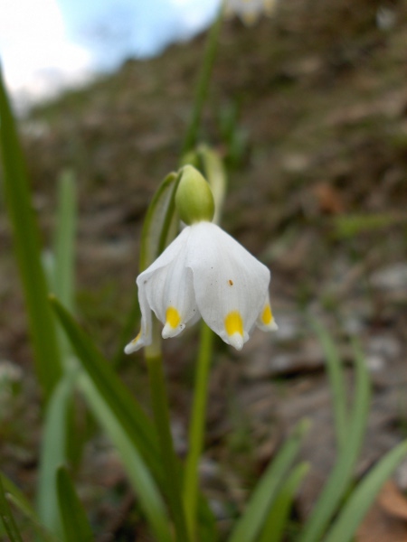 spring snowflake / Leucojum vernum: _Leucojum vernum_ is a garden escape native to central Europe that occurs at sites across Great Britain; its flowers are usually solitary, and its tepals may have a yellow or a green spot.