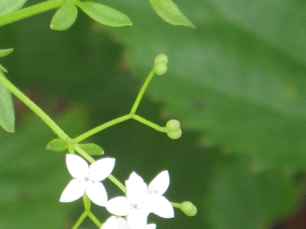 common marsh-bedstraw / Galium palustre: The fruits of _Galium palustre_ are hairless but slightly wrinkled under magnification.