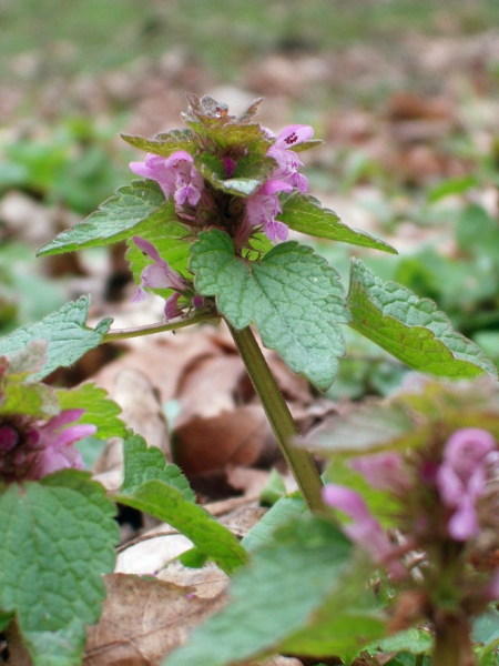 red dead-nettle / Lamium purpureum: _Lamium purpureum_ is an old introduction to the British Isles and can now be found in waste ground everywhere.