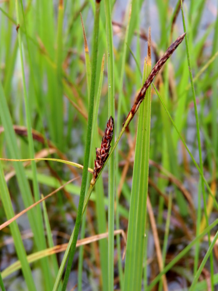 saltmarsh sedge / Carex salina: _Carex salina_ is a stabilised hybrid between _Carex paleacea_ and _Carex subspathacea_, neither of which has ever been recorded in the British Isles; it grows in a few salt marshes in western Scotland.