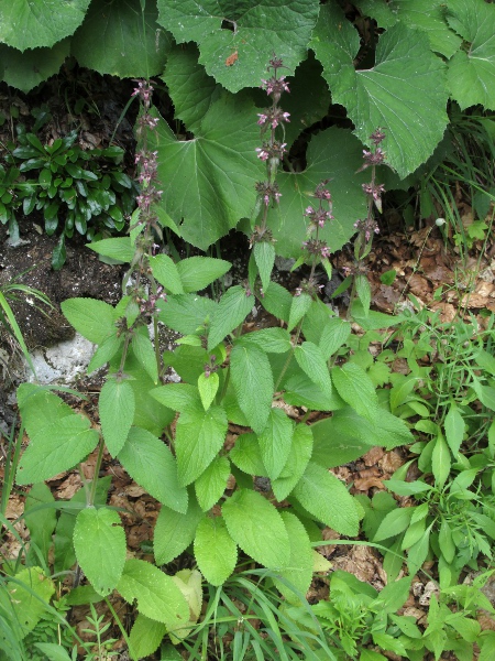 Limestone woundwort / Stachys alpina