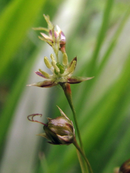 hairy wood-rush / Luzula pilosa: The tepals of _Luzula pilosa_ are less finely pointed than those of _Luzula forsteri_; the lowest flower-stalks in the inflorescence are usually bent backwards.