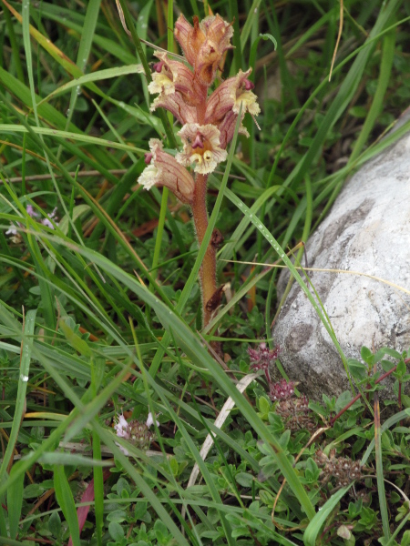 thyme broomrape / Orobanche alba: Continental plants (belonging to _Orobanche alba_ var. _alba_) are much paler.