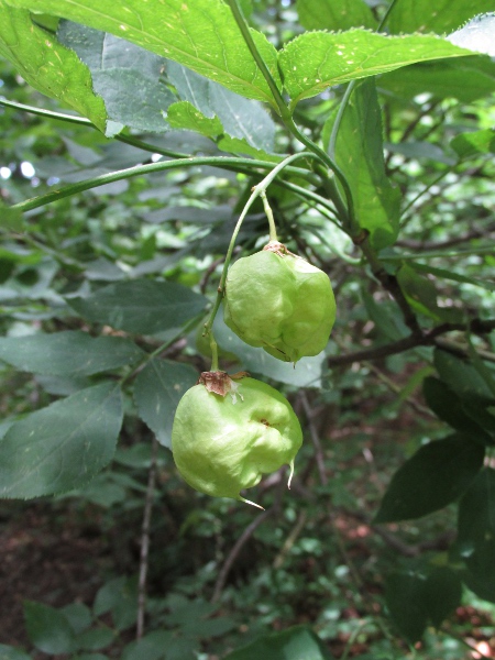bladdernut / Staphylea pinnata: The fruit of _Staphylea pinnata_ is an unevenly inflated capsule.