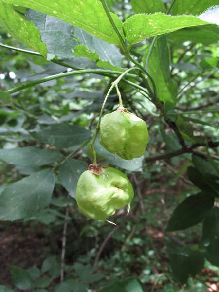 bladdernut / Staphylea pinnata