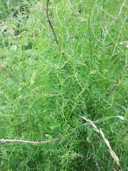 hairy tare / Ervilia hirsuta: _Ervilia hirsuta_ is a scrambling plant of rough ground.