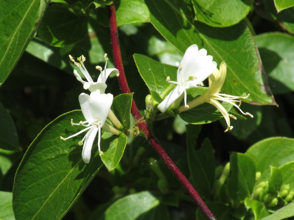 Japanese honeysuckle / Lonicera japonica