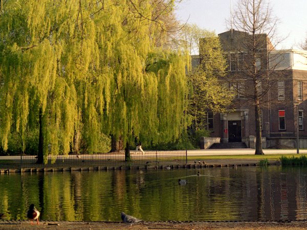 weeping willow / Salix × sepulcralis: _Salix_ × _sepulcralis_ is much more common than the other weeping willow, _Salix_ × _pendulina_.